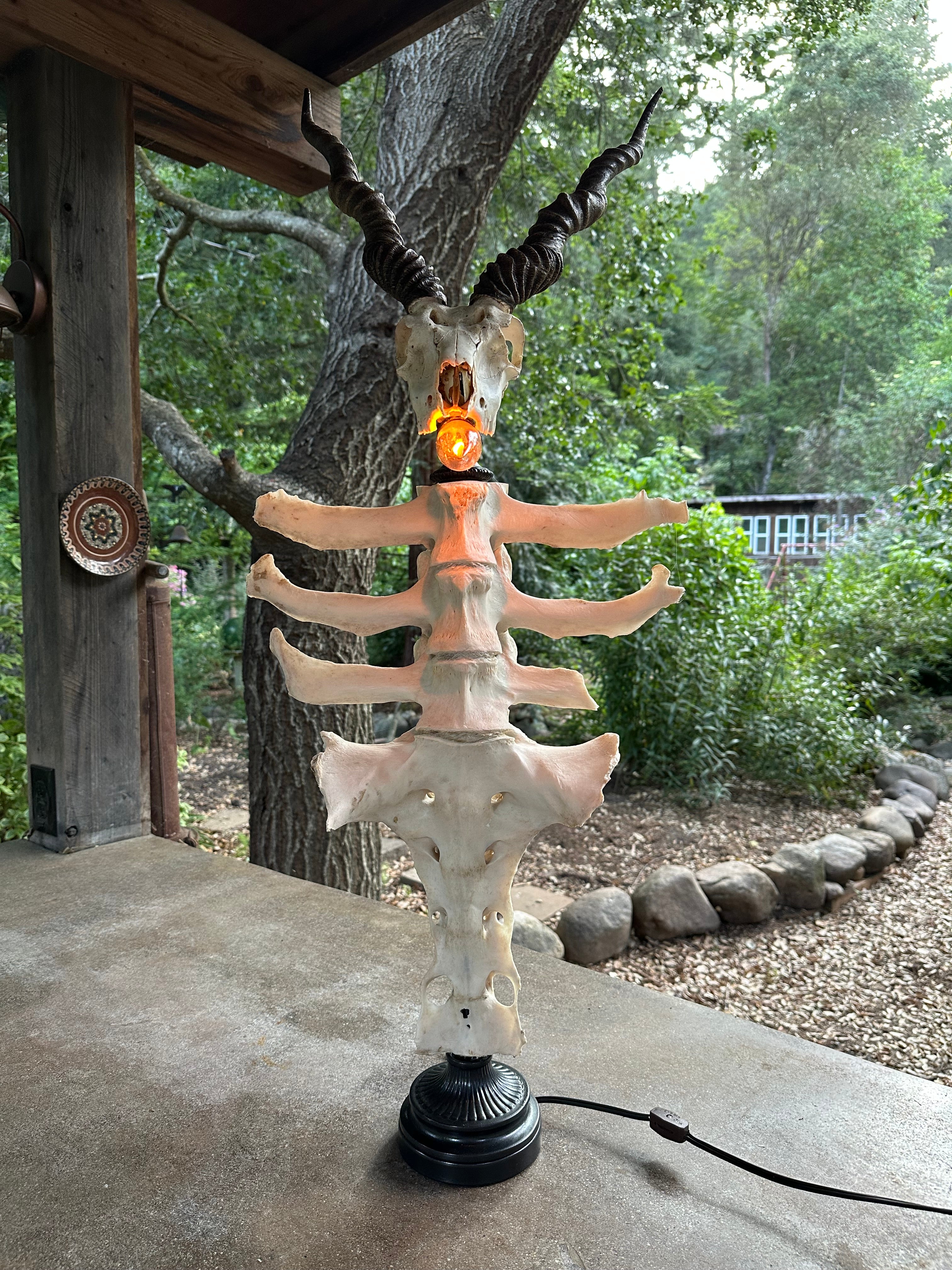 Blackbuck Antelope Skull & Cow Spine Lamp